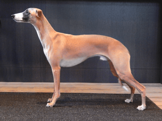 Screen Shot 2015-01-25 at 9.14.41 AM