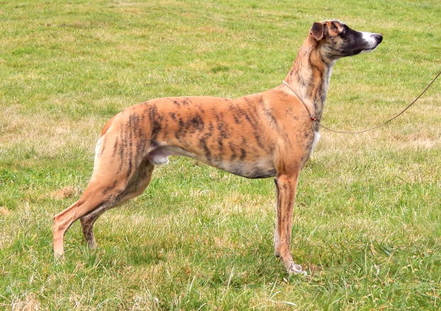 Screen Shot 2015-02-01 at 12.27.00 PM