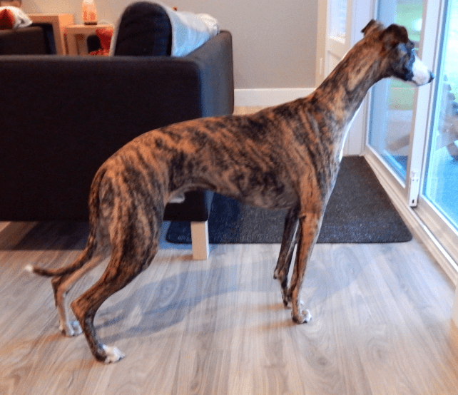 Screen Shot 2015-02-02 at 4.35.31 PM