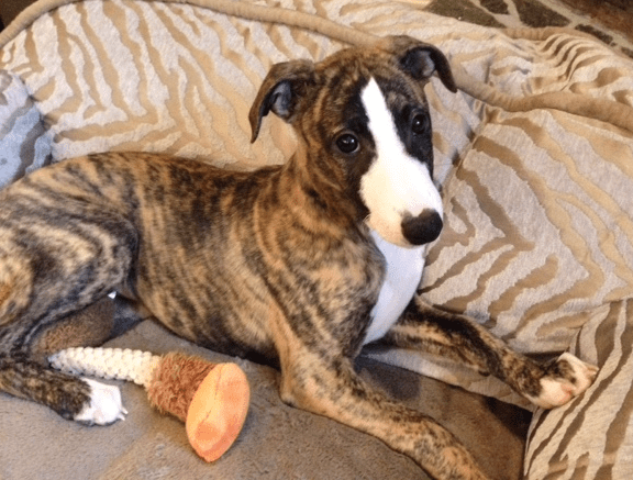 Screen Shot 2015-02-02 at 4.40.50 PM