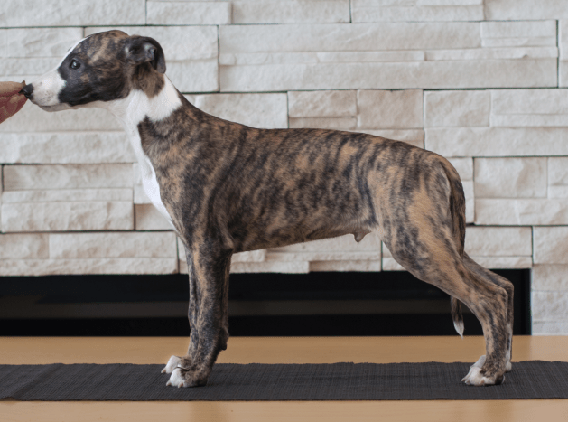 Screen Shot 2015-02-07 at 6.49.13 PM