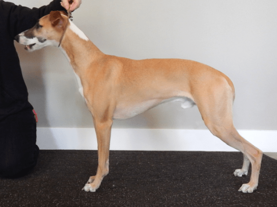 Screen Shot 2015-03-03 at 8.12.45 AM