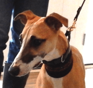 Screen Shot 2015-03-03 at 8.19.00 AM