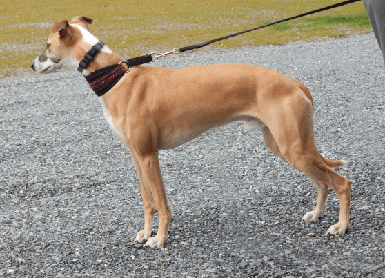 Screen Shot 2015-03-12 at 7.31.43 AM