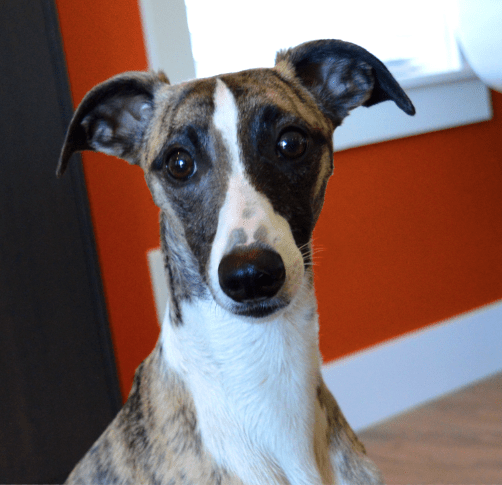 Screen Shot 2015-06-10 at 7.02.12 AM