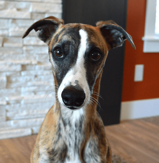 Screen Shot 2015-06-12 at 2.37.05 PM