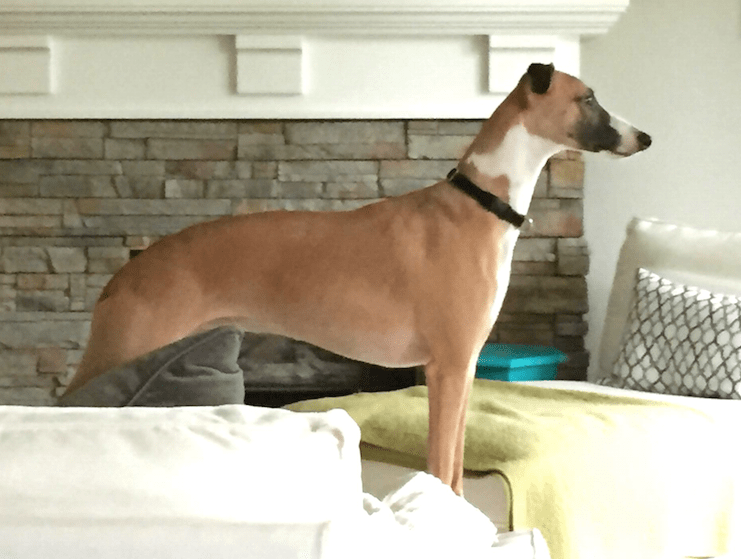 Screen Shot 2016-03-11 at 3.32.29 PM