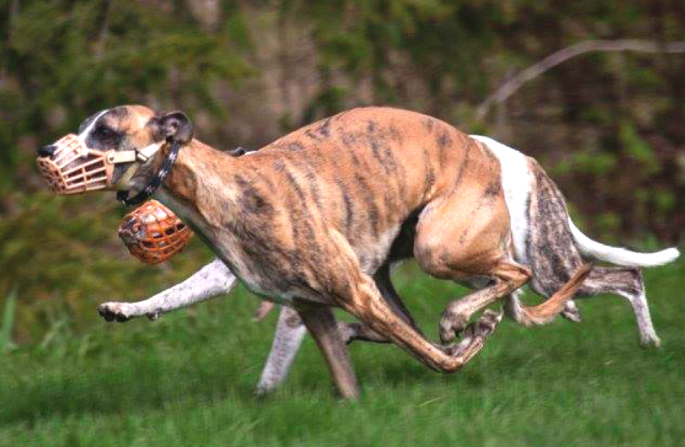 Screen Shot 2016-04-05 at 8.04.18 AM