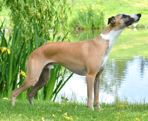 Screen Shot 2016-05-21 at 6.18.15 PM