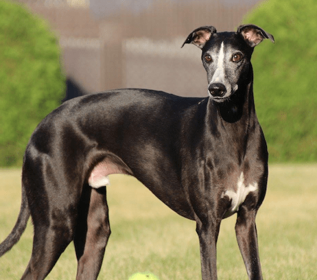 Screen Shot 2016-07-04 at 4.49.49 PM