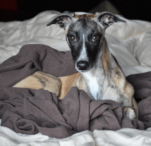 Screen Shot 2017-03-27 at 1.08.49 PM