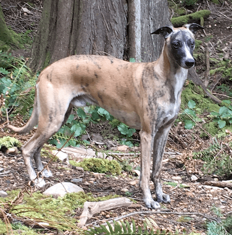 Screen Shot 2017-05-23 at 8.04.59 AM