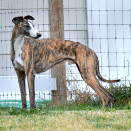 Screen Shot 2017-08-07 at 12.26.02 PM