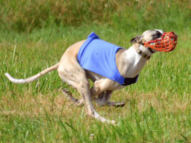 Screen Shot 2017-09-11 at 9.56.01 AM