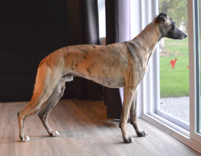 Screen Shot 2017-12-27 at 3.10.35 PM